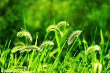 午安文字180306：做人如草，是活给自己看的