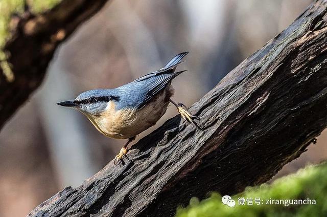 普通鳾