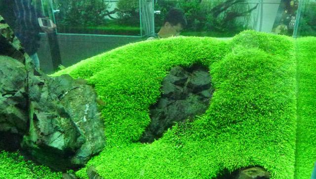挖耳草要说草缸造景的前景草,哪一种最能打造草原形象,一二水族第一个