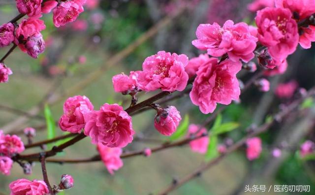 桃花茶