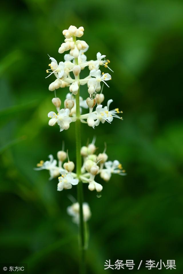 好听的花名