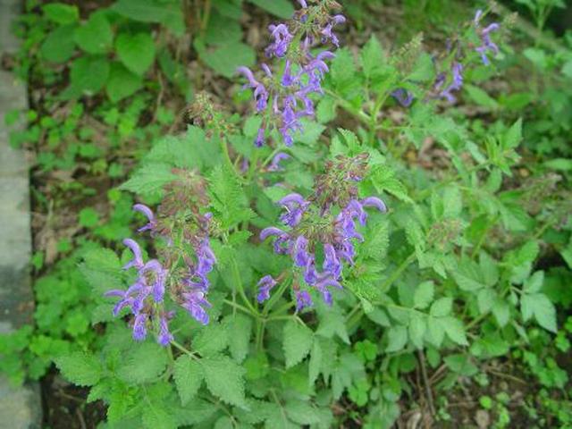 2,三参茶的功效和作用及禁忌,一参三叶茶这个偏方让你的