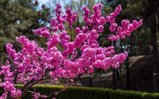 安阳的市花(美丽的安阳)_手工miao