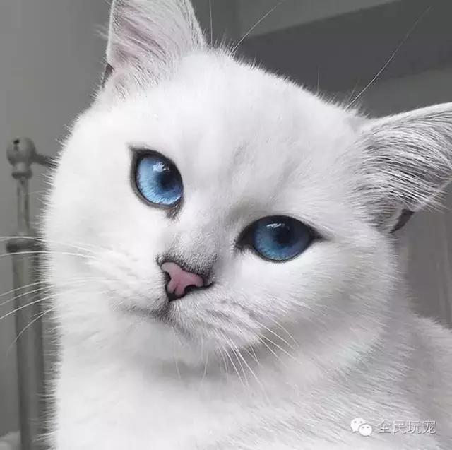猫咪总是伸着脖盯着一个地方看（不要盯着猫咪的眼睛看）(13)