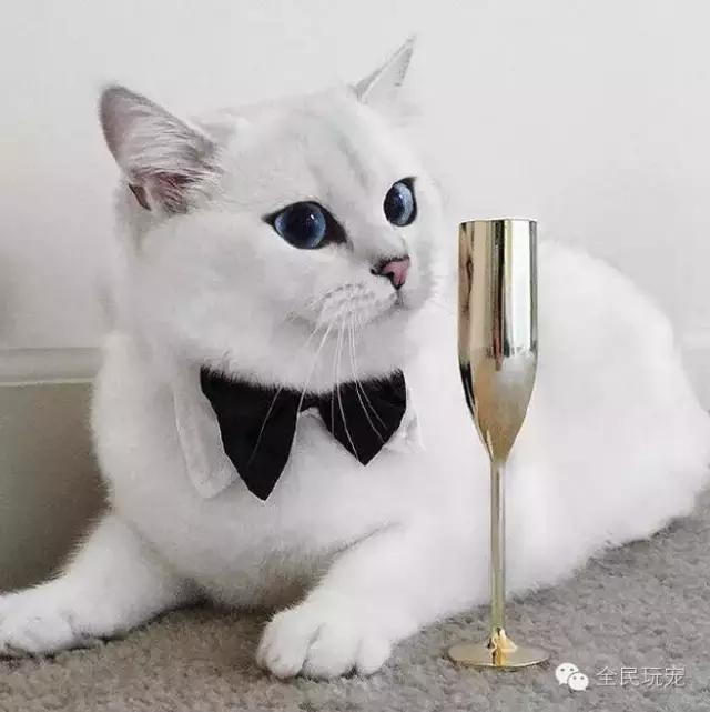 猫咪总是伸着脖盯着一个地方看（不要盯着猫咪的眼睛看）(15)