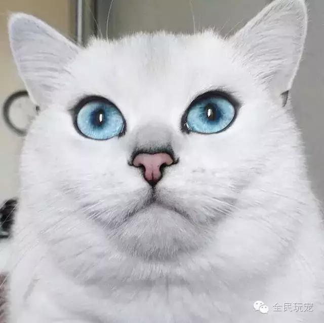 猫咪总是伸着脖盯着一个地方看（不要盯着猫咪的眼睛看）(17)