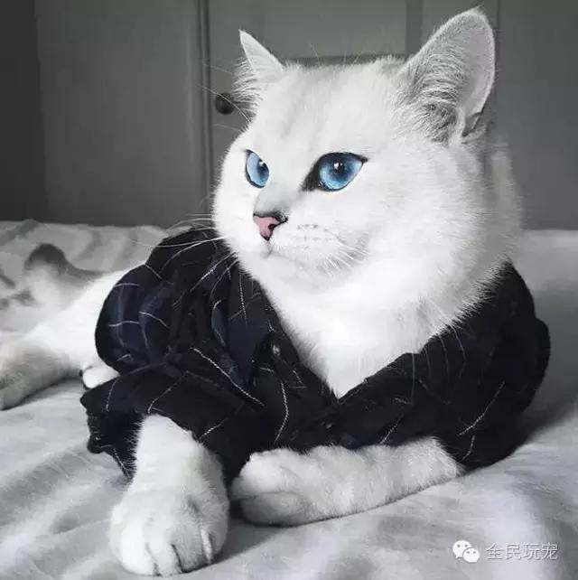 猫咪总是伸着脖盯着一个地方看（不要盯着猫咪的眼睛看）(18)