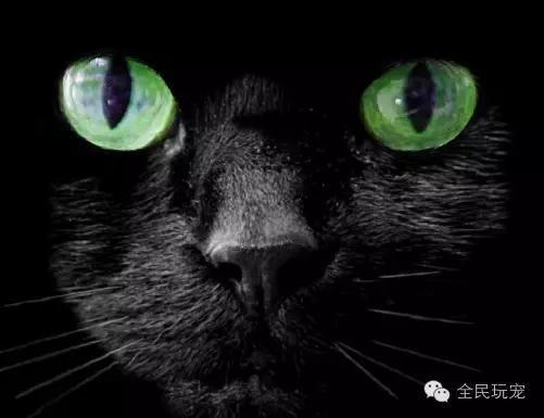 猫咪总是伸着脖盯着一个地方看（不要盯着猫咪的眼睛看）(19)