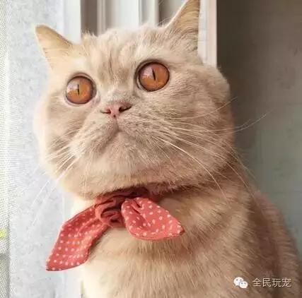猫咪总是伸着脖盯着一个地方看（不要盯着猫咪的眼睛看）(1)