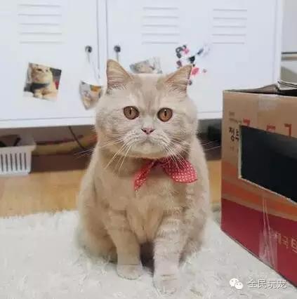 猫咪总是伸着脖盯着一个地方看（不要盯着猫咪的眼睛看）(4)