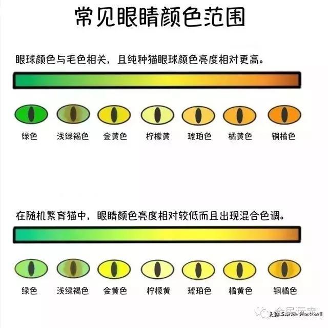 猫咪总是伸着脖盯着一个地方看（不要盯着猫咪的眼睛看）(20)