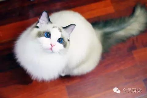 猫咪总是伸着脖盯着一个地方看（不要盯着猫咪的眼睛看）(21)