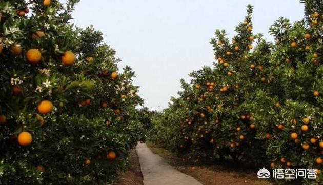 果农问：柑橘树上什么肥料好？