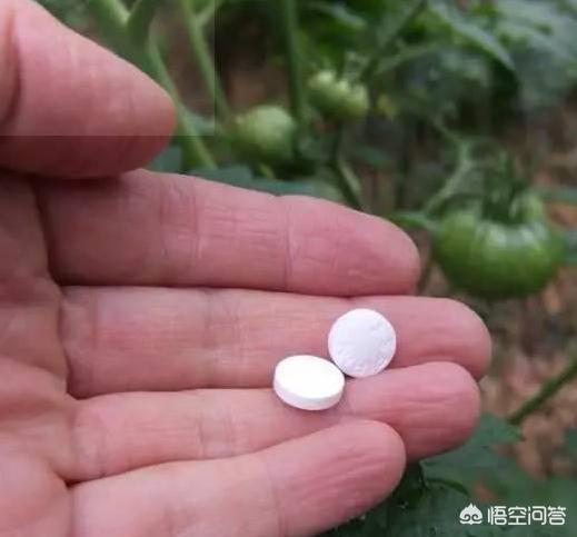 阿司匹林养花的好处「用阿司匹林养花的5大好处」