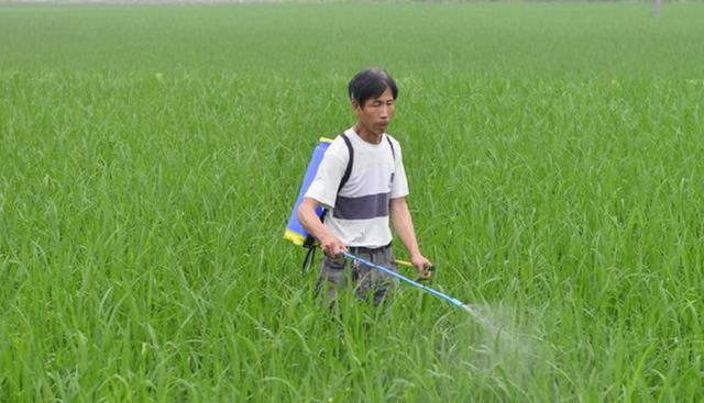 水稻直播田除草剂有哪些？全面介绍一下当前主流水稻除草剂！3