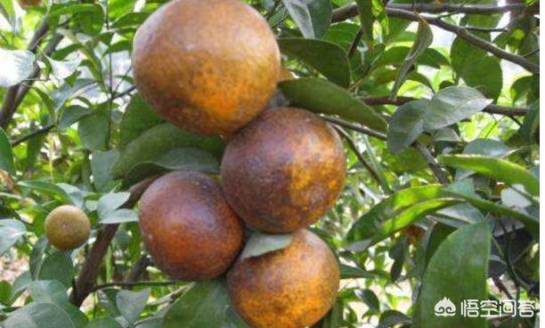 柑橘树上长出了“罗汉果”，是虫害还是病害？3