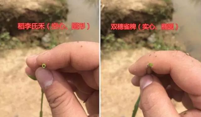 游草用什么除草剂比较好？有一种水田“游草”只能人工拔除！