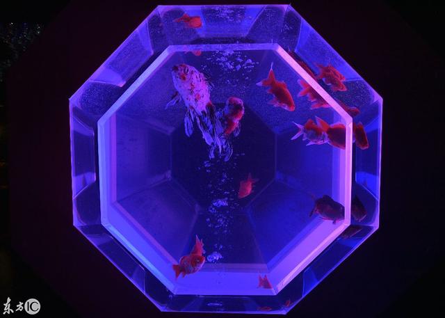 水族工程展