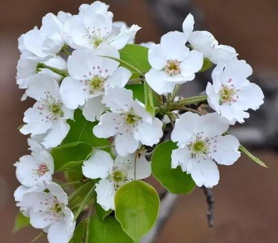 demo 梨花的样子颜色气味形状（梨花的样子颜色气味其他怎么写作文） 动物