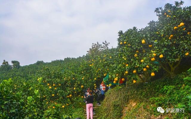 中国四季柚之乡——藏在浙闽界，山海间26