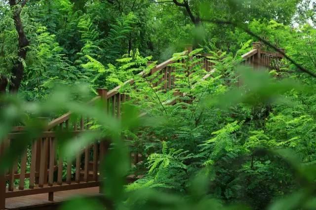 宿迁三台山旅游评价（七月宿迁三台山）(27)