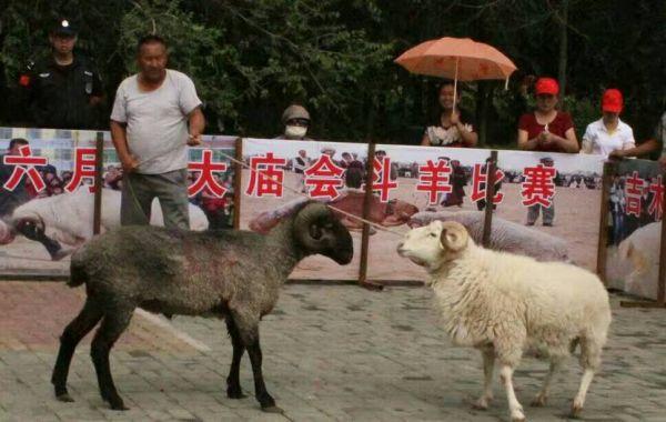 藏羌特色文化墙（徜徉在丝路世界文化遗产第19个地标上）(1)