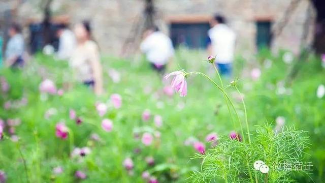 宿迁三台山旅游评价（七月宿迁三台山）(20)