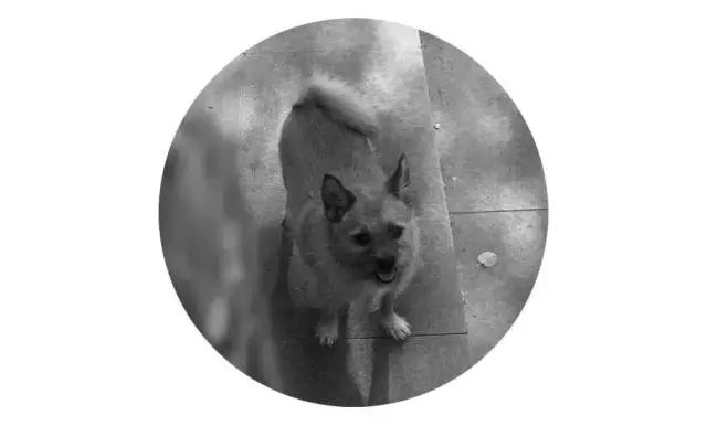 上海流浪狗救助基地领养（想领养猫猫狗狗）(7)