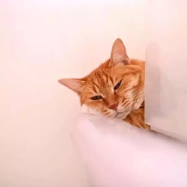 上海流浪狗救助基地领养（想领养猫猫狗狗）(16)