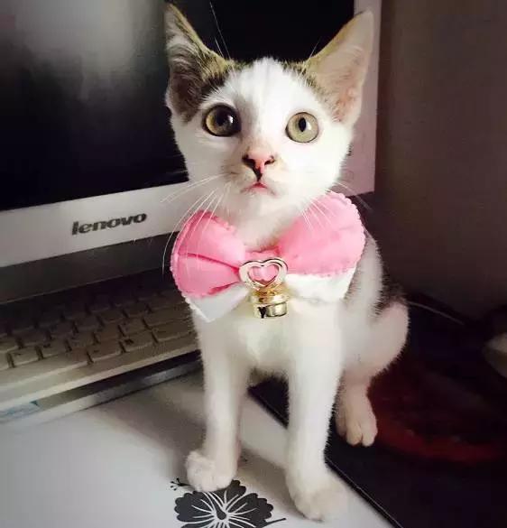 上海流浪狗救助基地领养（想领养猫猫狗狗）(43)