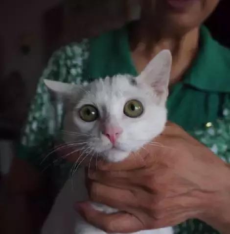 上海流浪狗救助基地领养（想领养猫猫狗狗）(12)