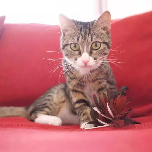 上海流浪狗救助基地领养（想领养猫猫狗狗）(8)