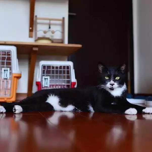 上海流浪狗救助基地领养（想领养猫猫狗狗）(15)
