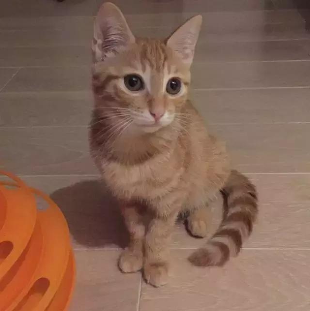 上海流浪狗救助基地领养（想领养猫猫狗狗）(25)