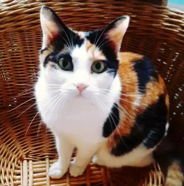 上海流浪狗救助基地领养（想领养猫猫狗狗）(50)