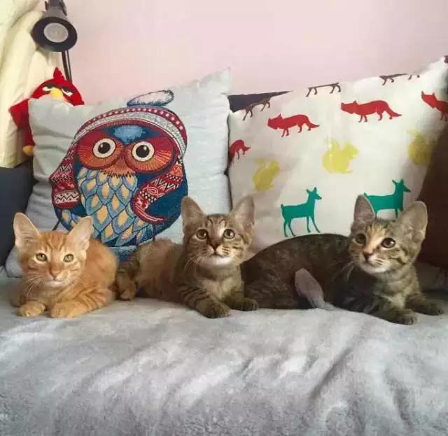上海流浪狗救助基地领养（想领养猫猫狗狗）(57)