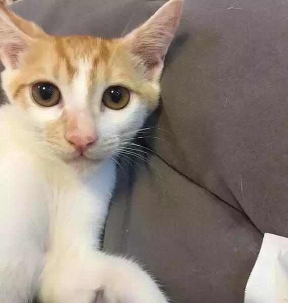 上海流浪狗救助基地领养（想领养猫猫狗狗）(3)