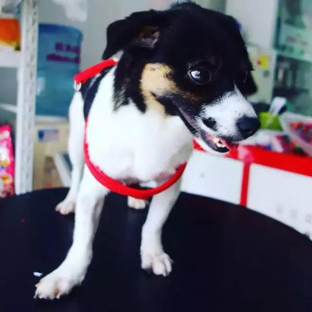 上海流浪狗救助基地领养（想领养猫猫狗狗）(36)