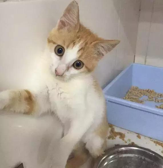 上海流浪狗救助基地领养（想领养猫猫狗狗）(58)
