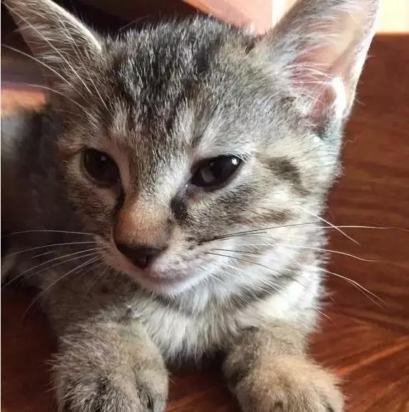 上海流浪狗救助基地领养（想领养猫猫狗狗）(27)