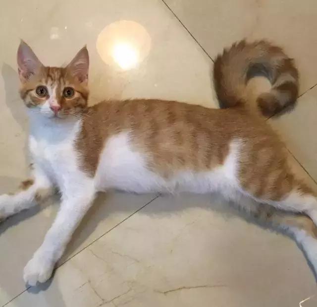 上海流浪狗救助基地领养（想领养猫猫狗狗）(49)