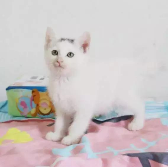 上海流浪狗救助基地领养（想领养猫猫狗狗）(54)