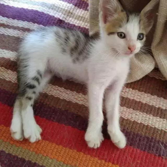 上海流浪狗救助基地领养（想领养猫猫狗狗）(73)