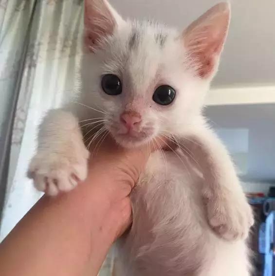 上海流浪狗救助基地领养（想领养猫猫狗狗）(88)
