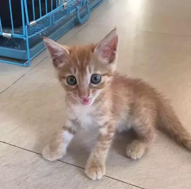 上海流浪狗救助基地领养（想领养猫猫狗狗）(91)
