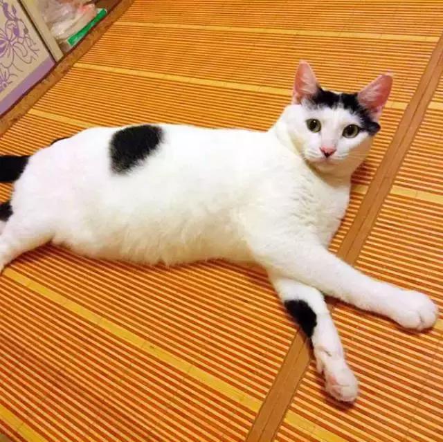 上海流浪狗救助基地领养（想领养猫猫狗狗）(93)
