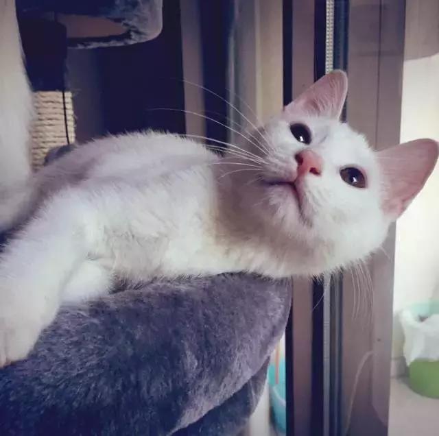 上海流浪狗救助基地领养（想领养猫猫狗狗）(26)