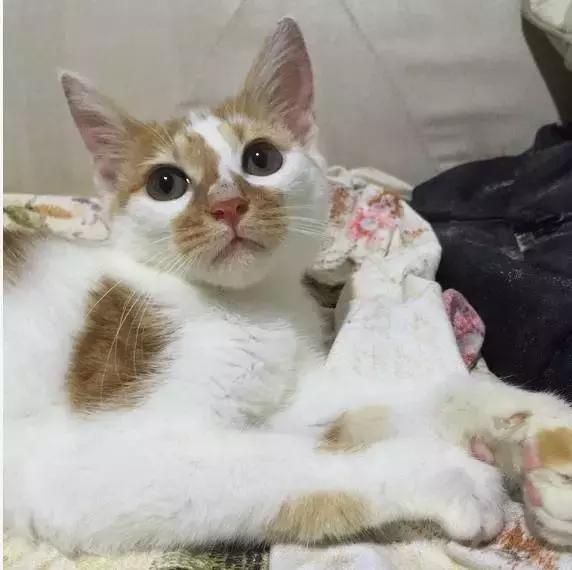 上海流浪狗救助基地领养（想领养猫猫狗狗）(44)