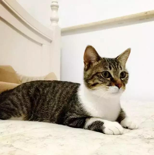 上海流浪狗救助基地领养（想领养猫猫狗狗）(70)