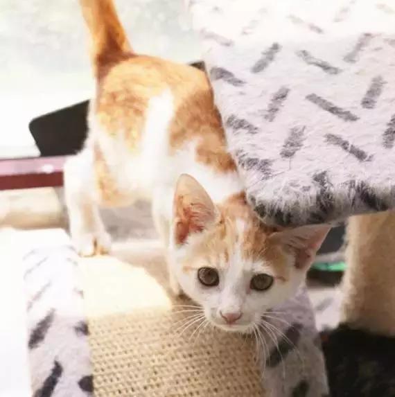 上海流浪狗救助基地领养（想领养猫猫狗狗）(5)